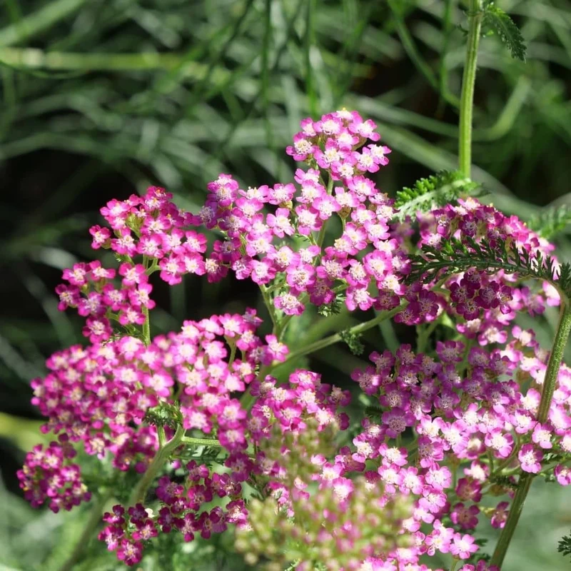 Achillée Cerise Queen — Graines