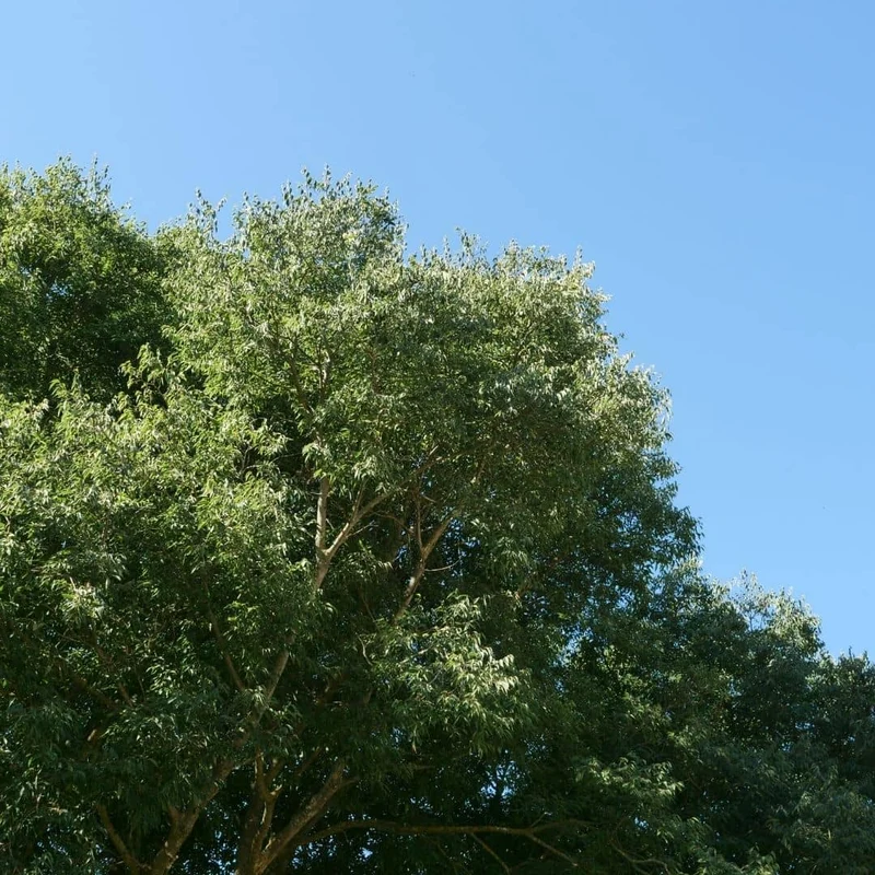 Micocoulier de Provence — Graines
