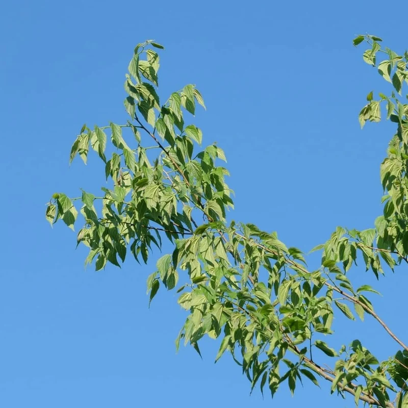 Micocoulier de Provence — Graines
