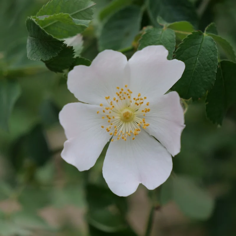 Églantier — Rosier sauvage — Graines