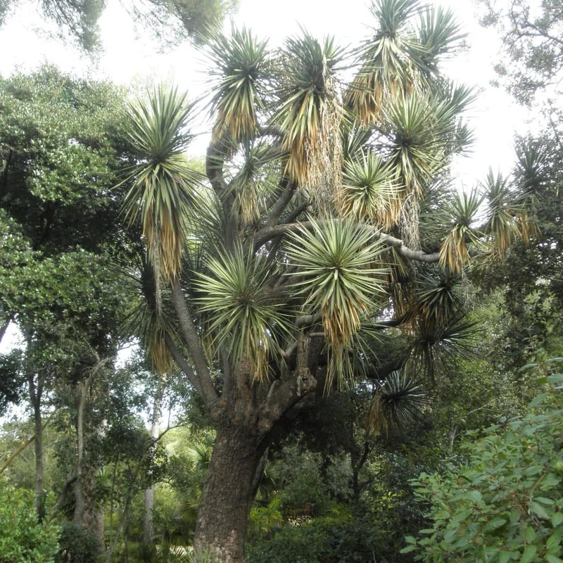 Yucca filifère — Précommande — Graines