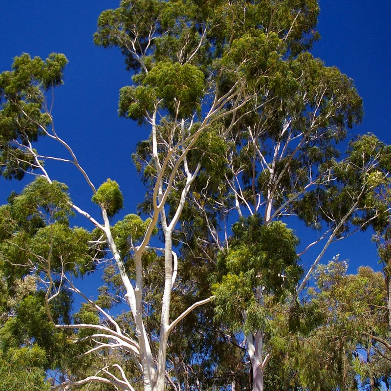Eucalyptus citronné — Graines ou plant