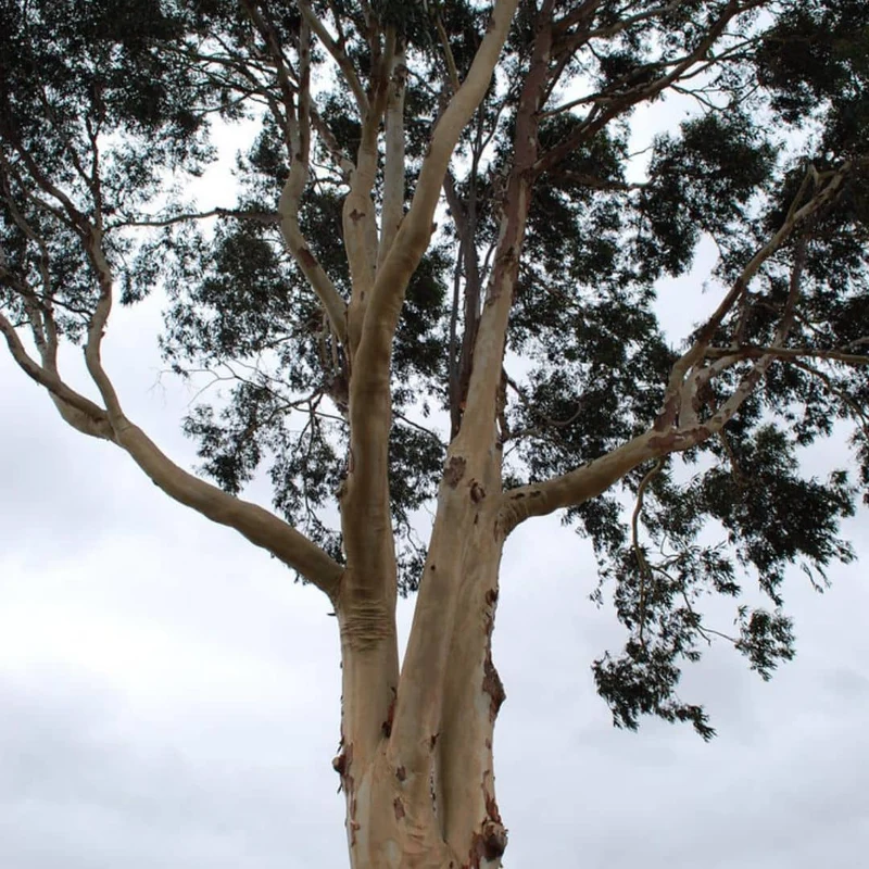 Eucalyptus citronné — Graines ou plant