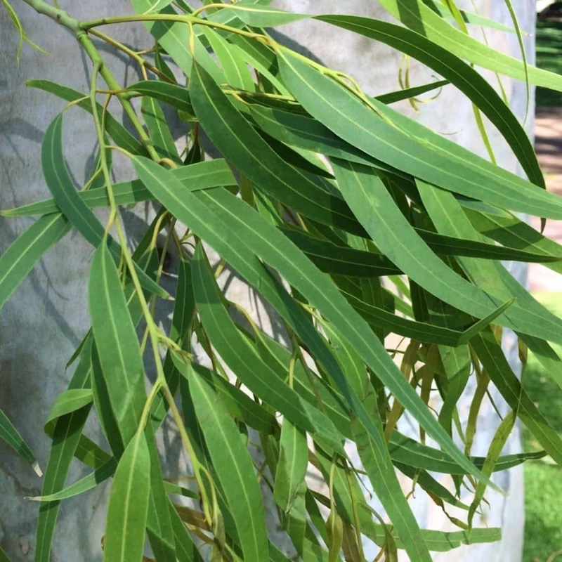 Eucalyptus citronné — Graines ou plant
