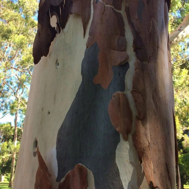 Eucalyptus citronné — Graines ou plant