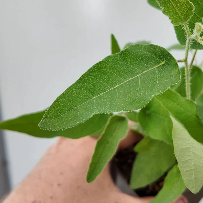 Eucalyptus citronné — Graines ou plant