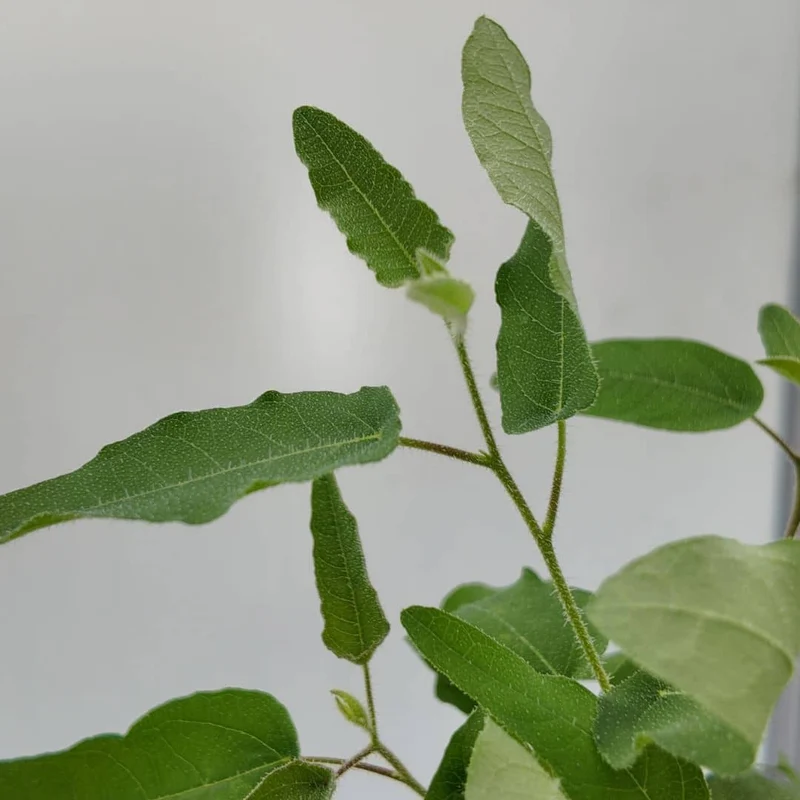 Eucalyptus citronné — Graines ou plant