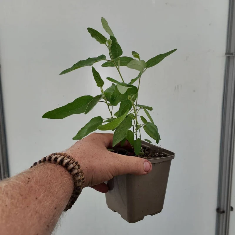 Eucalyptus citronné — Graines ou plant