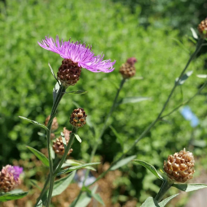 Centaurée jacée — Graines