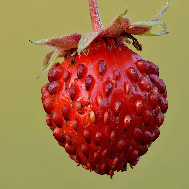 Fraisier des bois Rügen — Graines