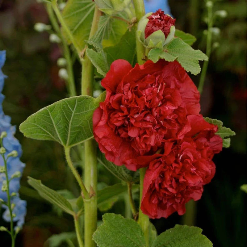 Rose trémière Chater’s Scarlet — Graines