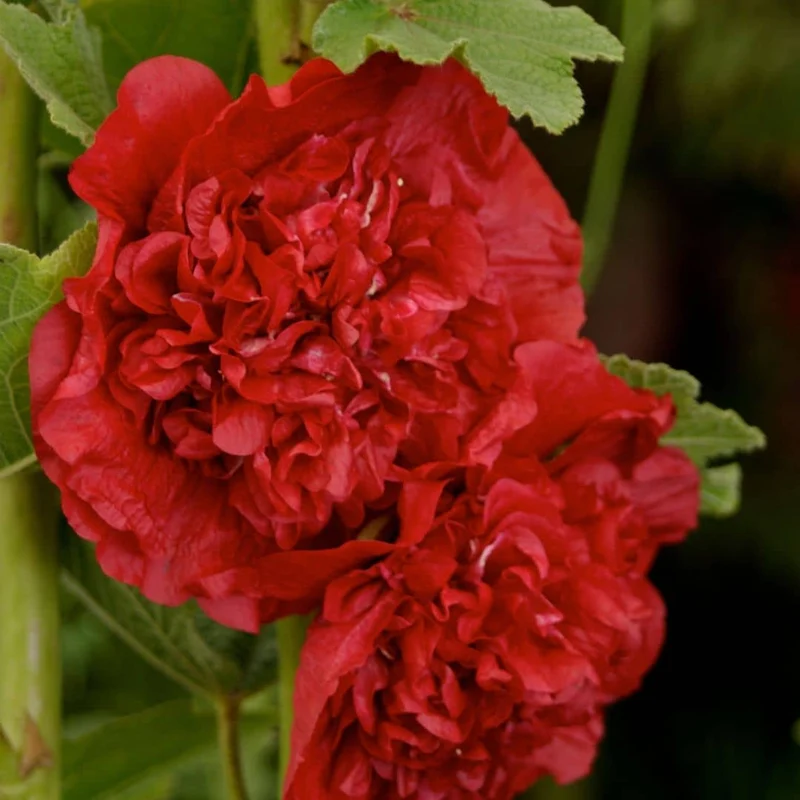 Rose trémière Chater’s Scarlet — Graines