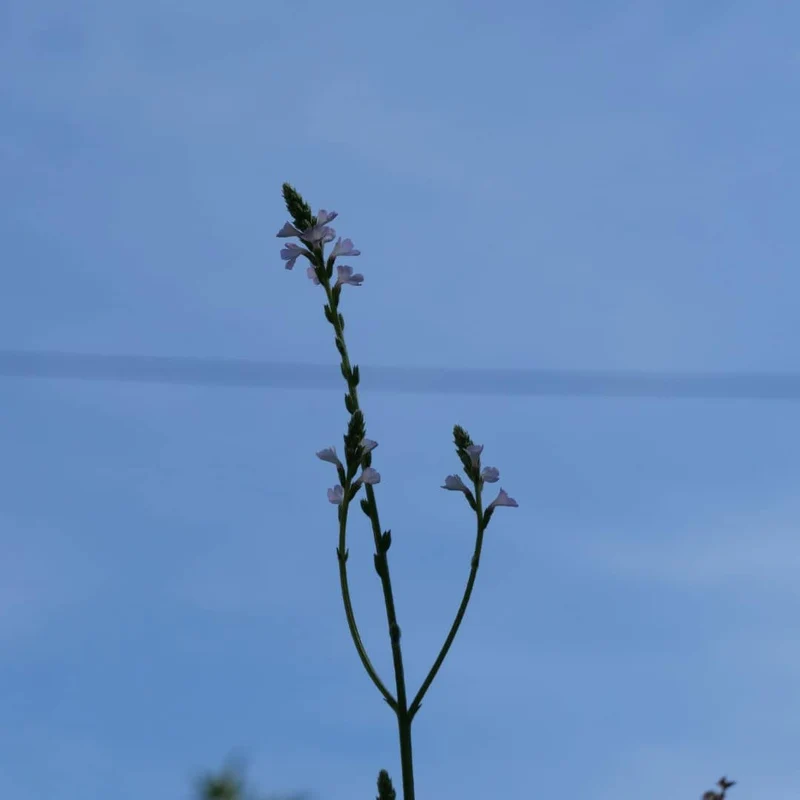 Verveine officinale — Graines et plant