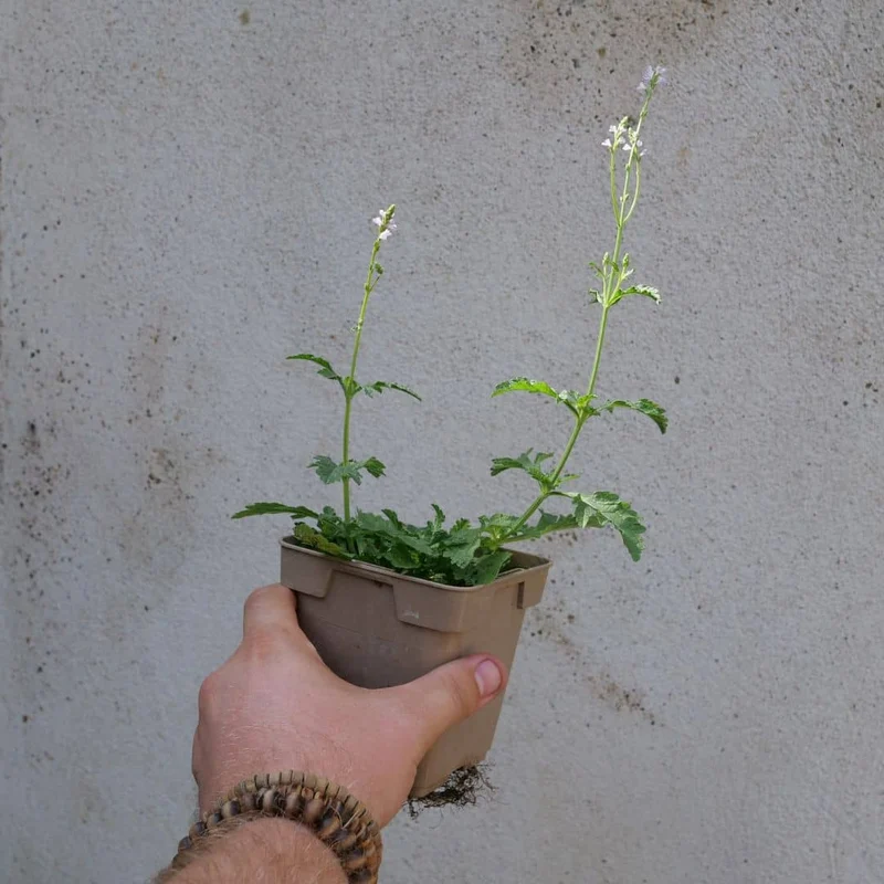 Verveine officinale — Graines et plant