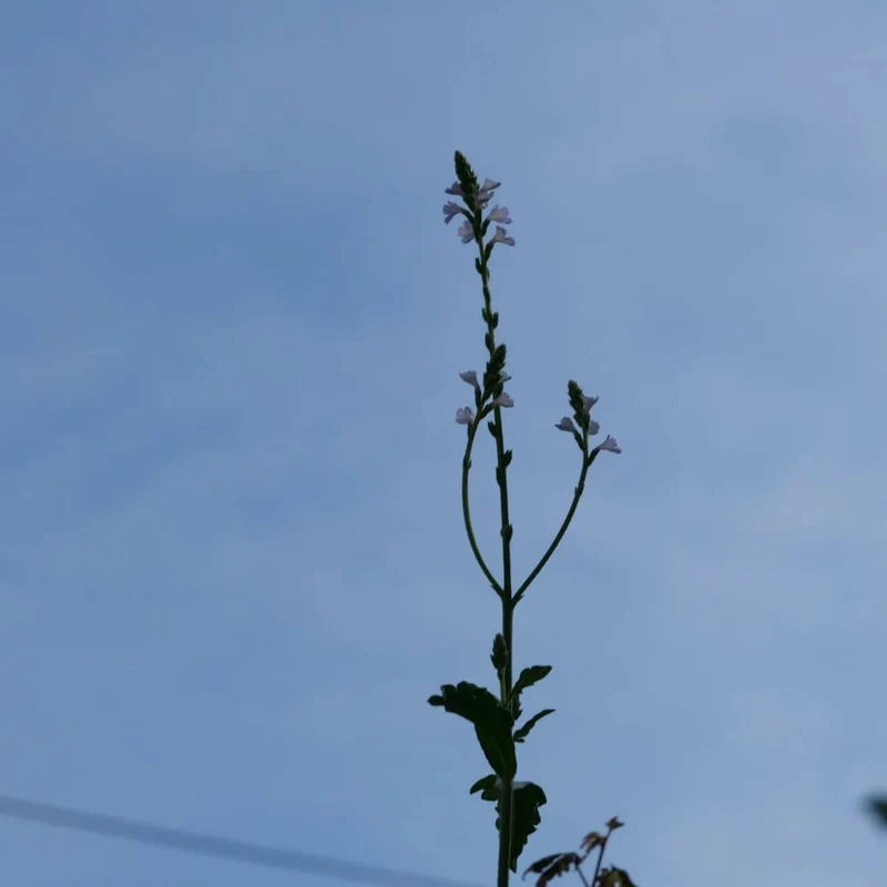 Verveine officinale — Graines et plant