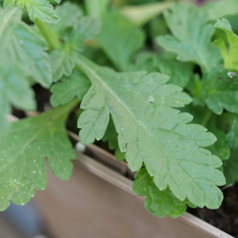 Verveine officinale — Graines et plant