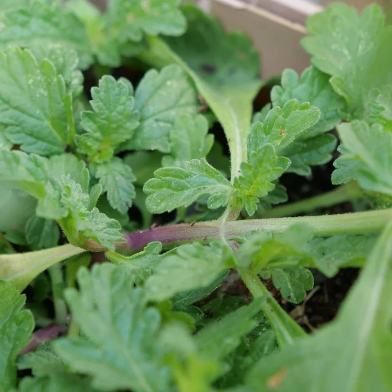 Verveine officinale — Graines et plant