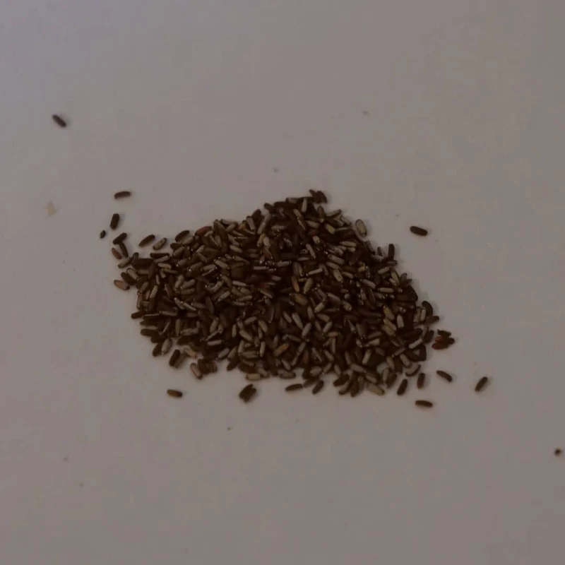 Verveine officinale — Graines et plant