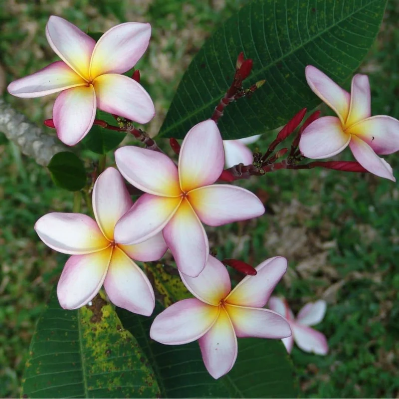 Frangipanier — couleur surprise — Plant