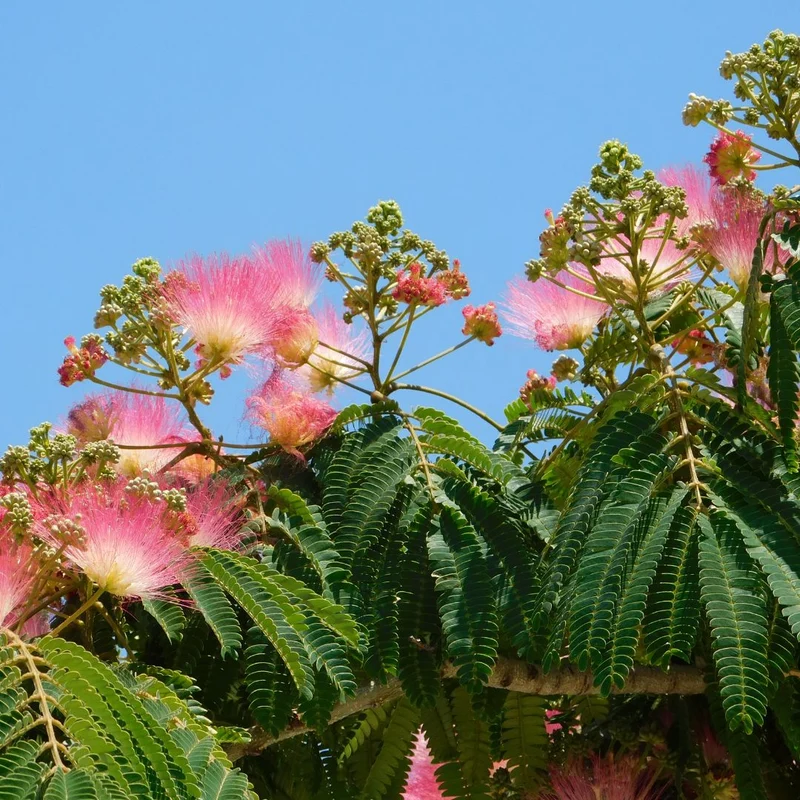 Arbre à soie — Graines ou plant