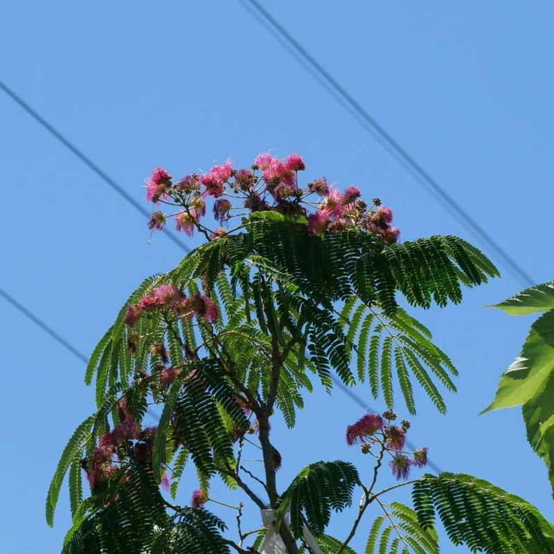 Arbre à soie — Graines ou plant