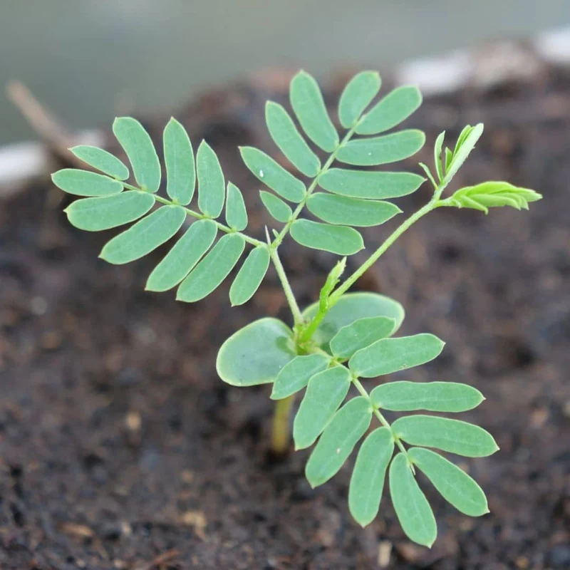 Arbre à soie — Graines ou plant