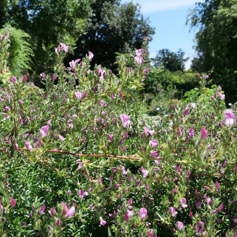 Bugrane épineuse — Graines