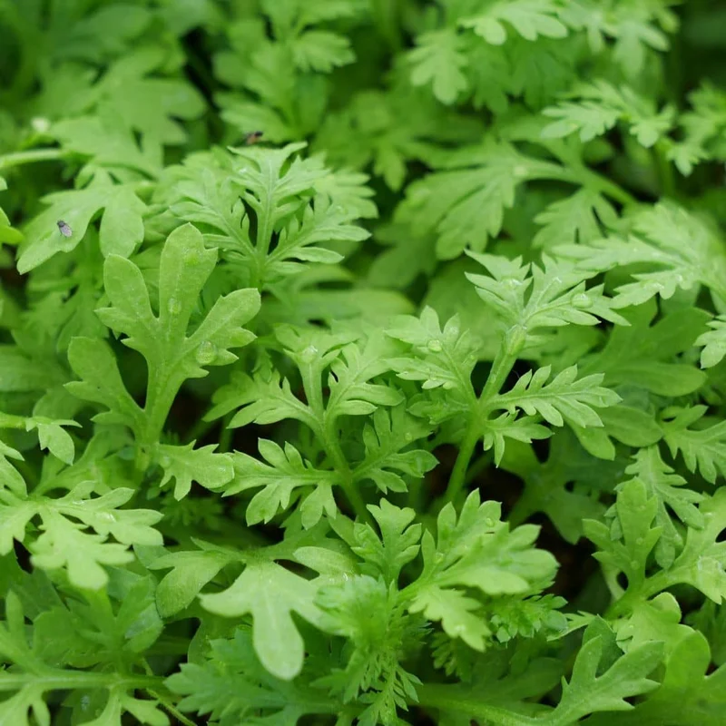 Armoise annuelle — Plant
