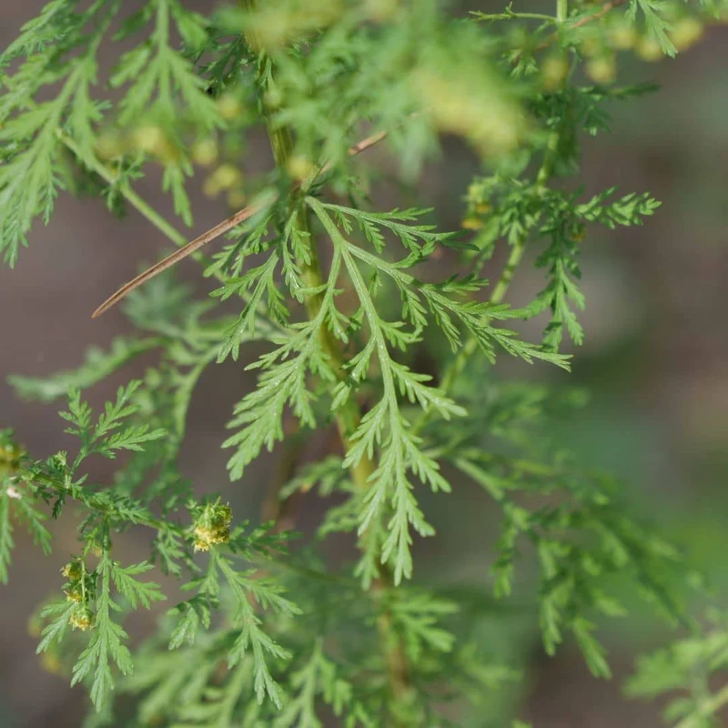 Armoise annuelle — Plant