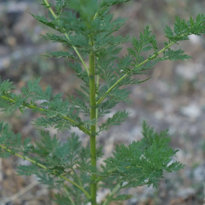 Armoise annuelle — Plant