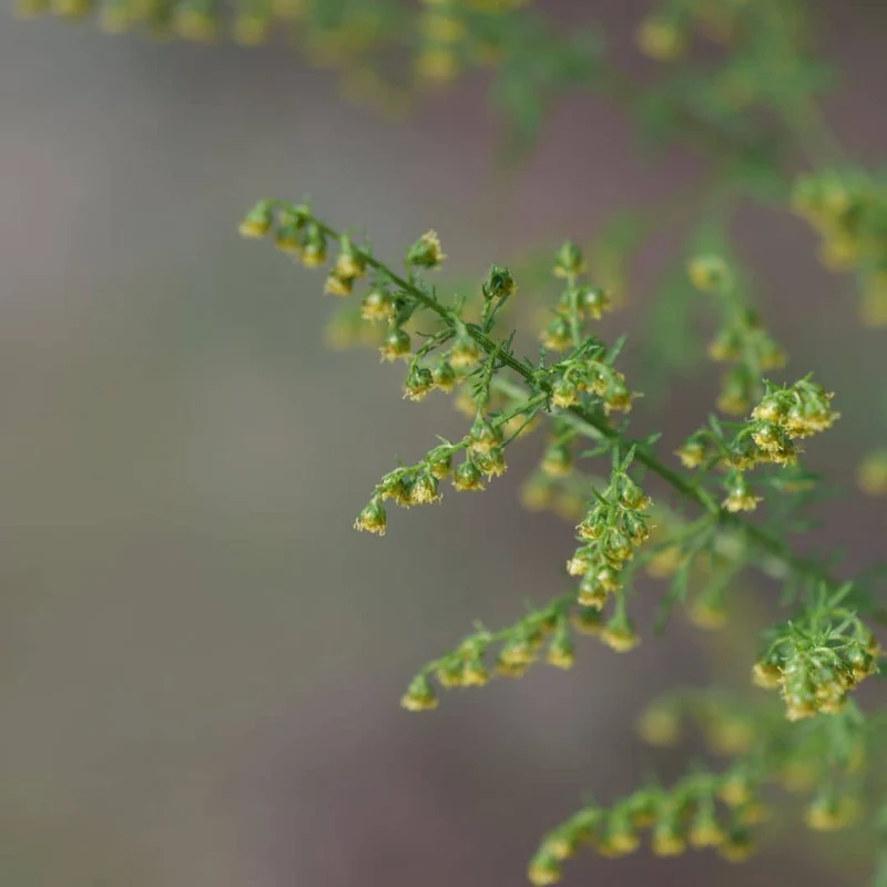 Armoise annuelle — Plant