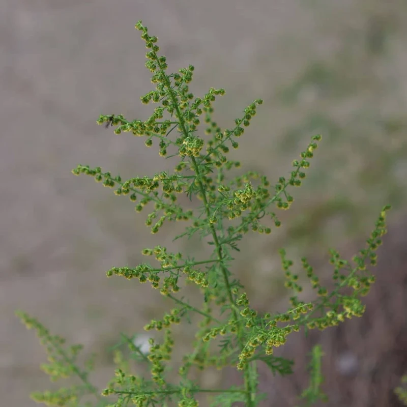 Armoise annuelle — Plant