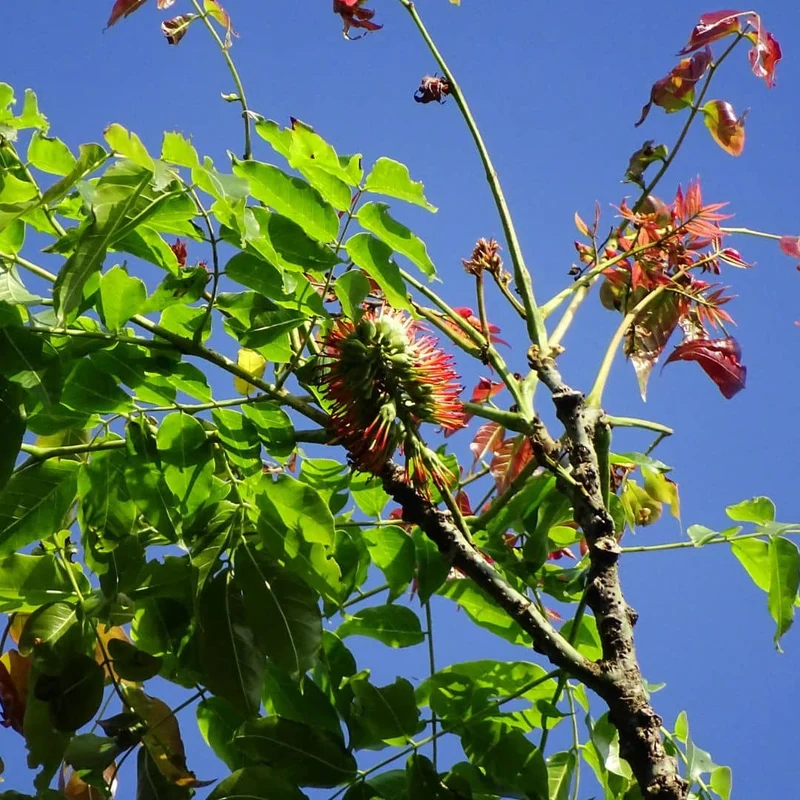 Cèdre rose d’Inde — Graines