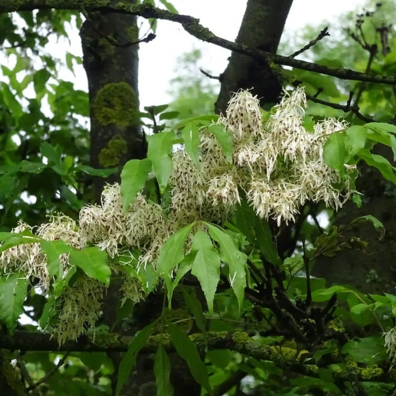 Frêne à fleurs — Graines