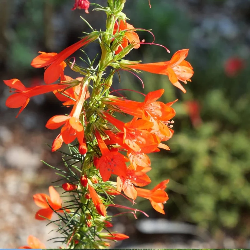 Ipomopsis rouge — Graines