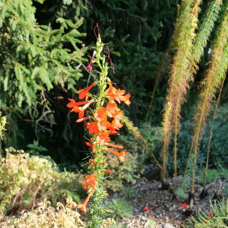 Ipomopsis rouge — Graines