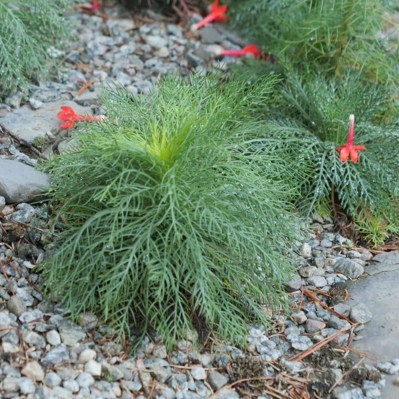 Ipomopsis rouge — Graines