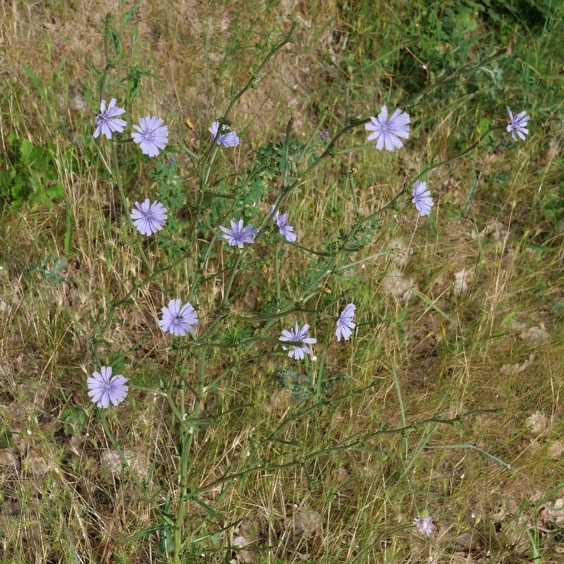 Chicorée sauvage — Graines