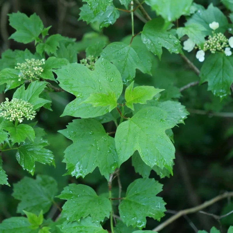 Viorne obier — Graines
