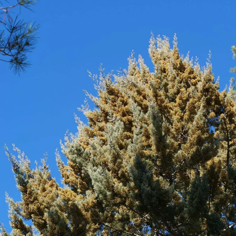 Cyprès de l’Arizona — Graines