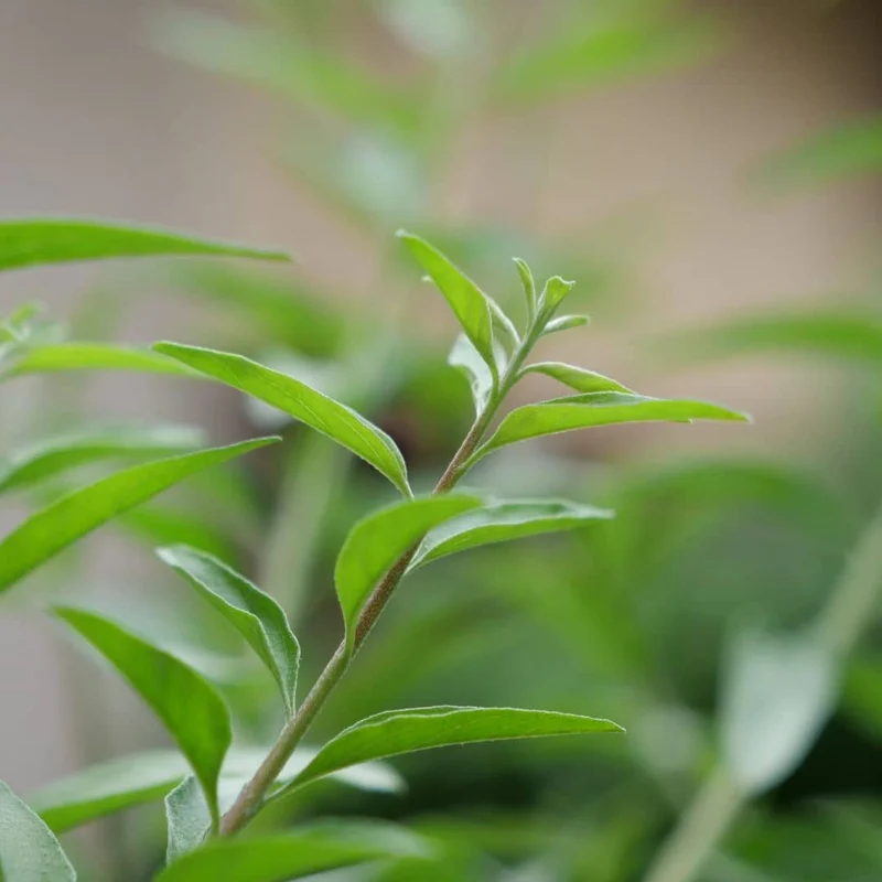 Verveine mentholée d’Argentine — Plant