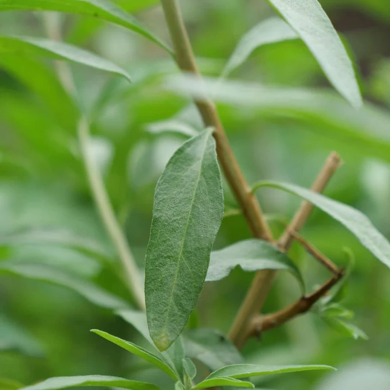 Verveine mentholée d’Argentine — Plant