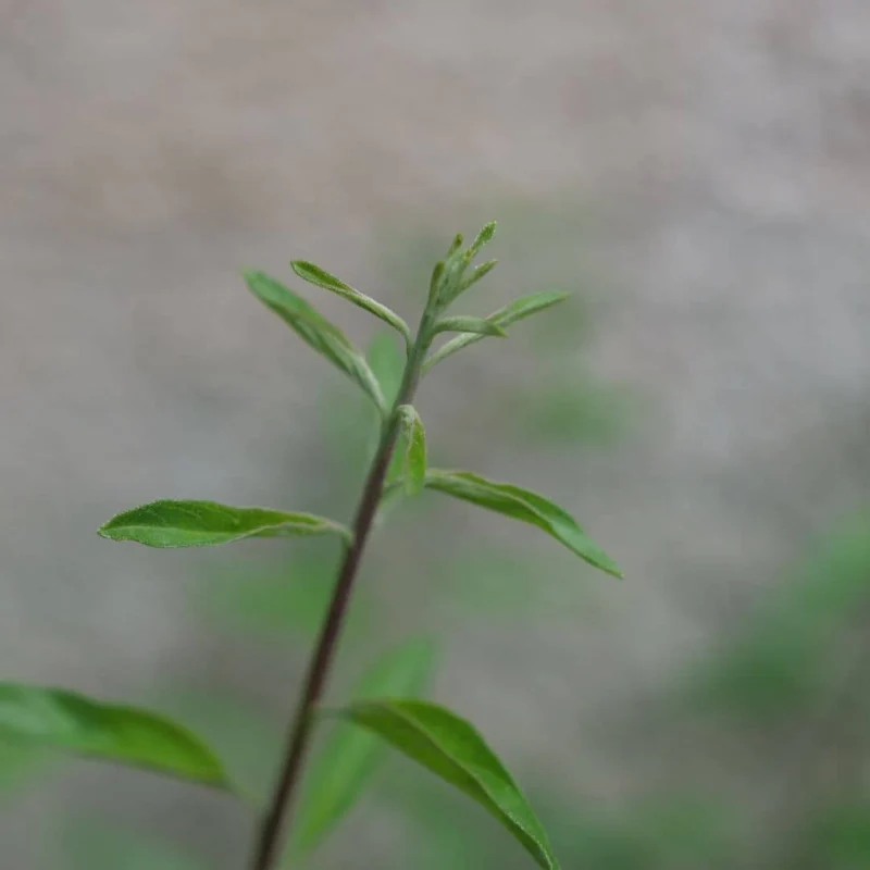 Verveine mentholée d’Argentine — Plant