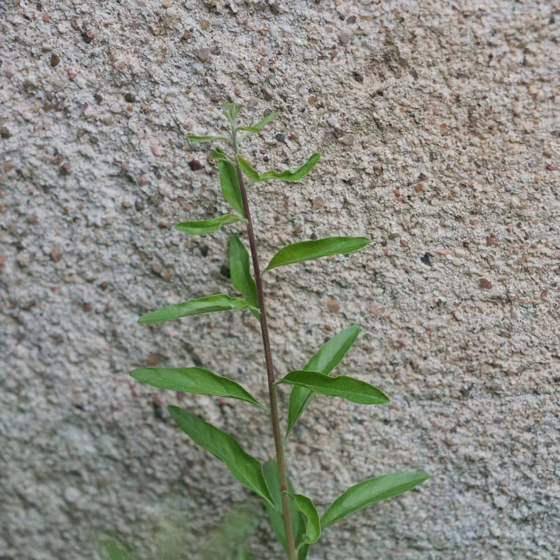 Verveine mentholée d’Argentine — Plant