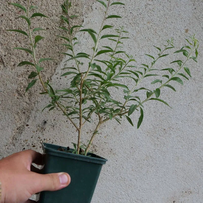 Verveine mentholée d’Argentine — Plant