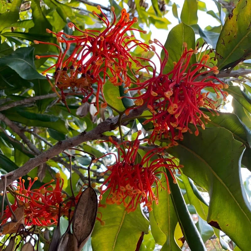 Arbre roue de feu — Graines