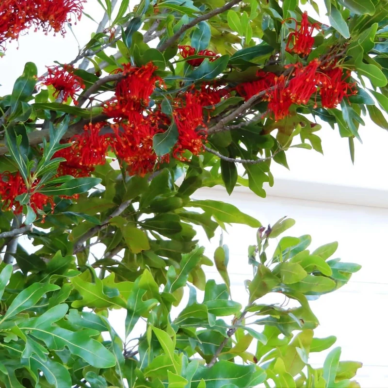 Arbre roue de feu — Graines
