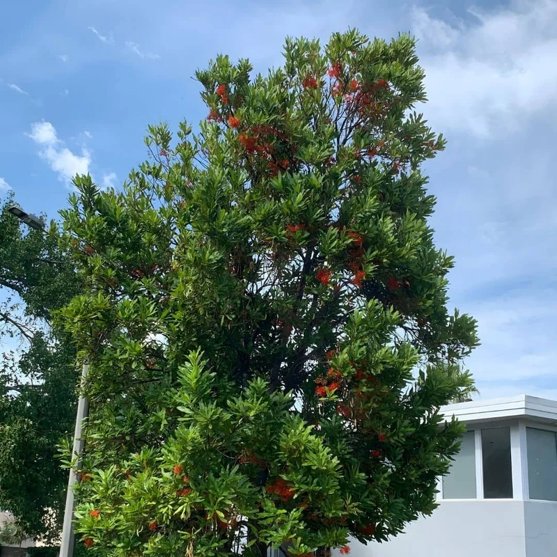Arbre roue de feu — Graines