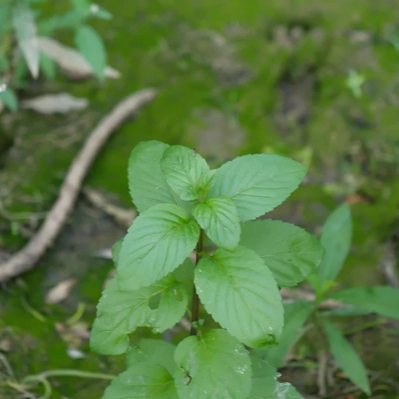 Menthe aquatique — Graines