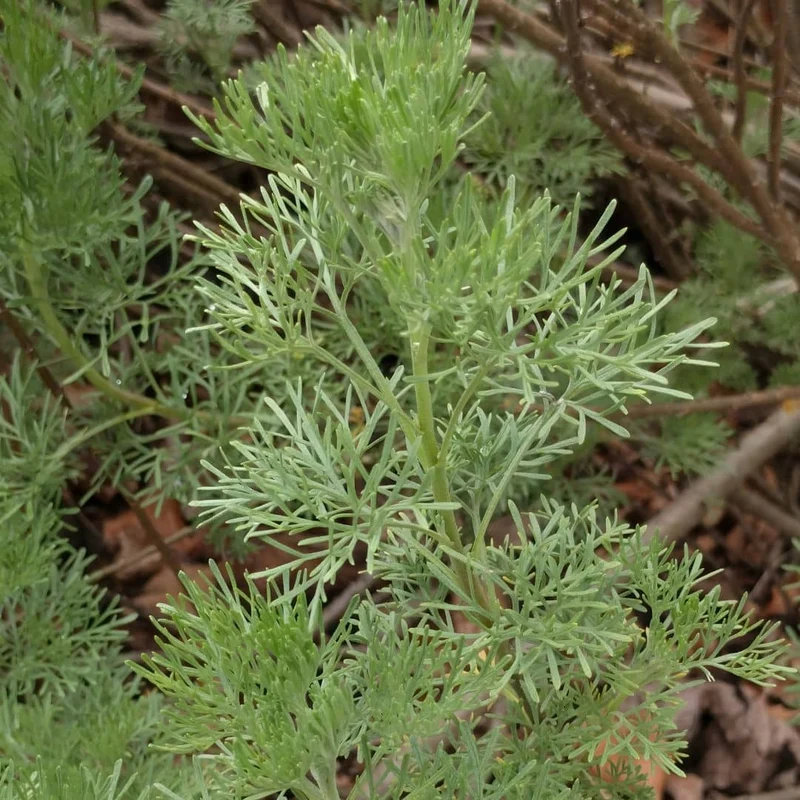 Armoise Cola — Plant